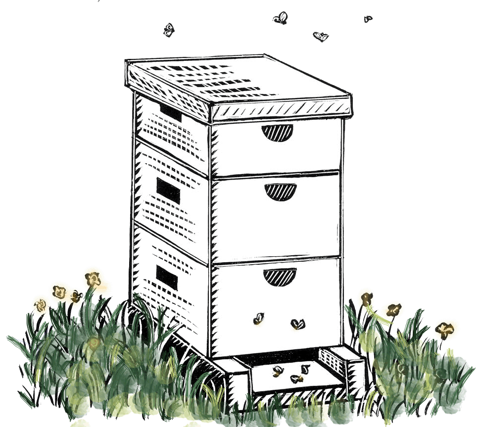 buy bees
