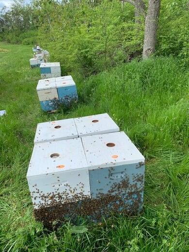 Buy a Full Hives
